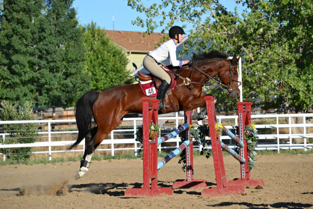 Competing in the jumpers on my favorite horse, Waylon.